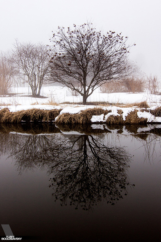 Fog in Arboretum